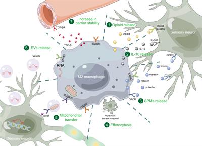 M2 macrophage polarization: a potential target in pain relief